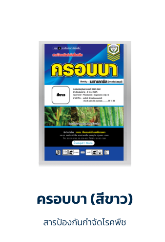 ครอบบา (สีขาว)